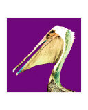 Pelican