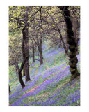 Bluebell Wood  England