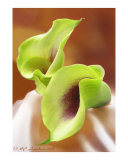 Calla Lilies with Drape