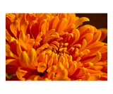 Orange Mum