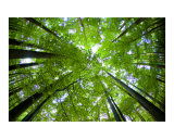 Forest 1