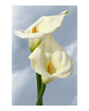 Calla Lilies over Kansas Sky