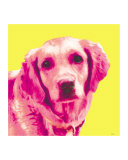 Daisy-Golden Retreiver