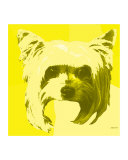 Yellow Yorkie