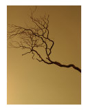 Branch out