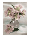 Alstroemeria in Vase