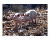 Piggies