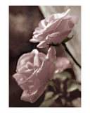 Pale Pink Roses