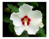 White Rose of Sharon
