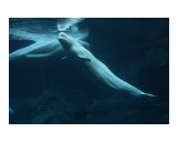 Beluga Whale