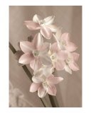 Paperwhite Narcissus