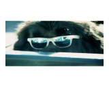 Dog With Glasses