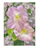 Petunias with Wild Rose