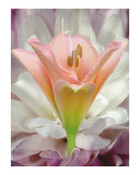 Chrysanthemum with Day Lily