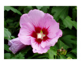 Pink Rose of Sharon II