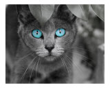 Ol' Blue Eyes
