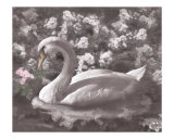 Swan in Reflection