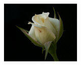 Beautiful white rose