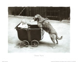 Canine Nurse