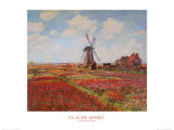 Tulip Fields with the Rijnsburg Windmill