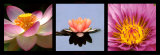 Lotus et Nenuphar