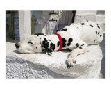 Dalmation Resting on White Wall in Santorini