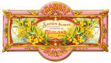 Mimosa