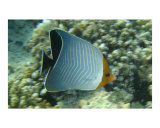 Orangeface Butterflyfish