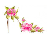 Pink Roses stiletto