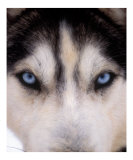 Focus - Husky Eyes