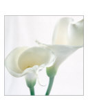 Calla II