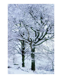 Snow Covered Trees in Winter