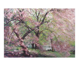 Spring Blossoms