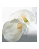 Calla IV