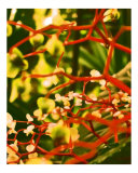 Love Berries