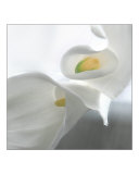 Calla I
