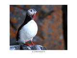 curious puffin