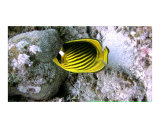 Stripped Butterflyfish