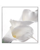 Calla III