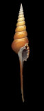 Spindle Tibia