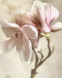 Pink Magnolia I