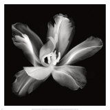 Radiant Tulip IV