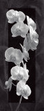 Orchid Opulence I