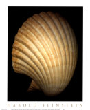 African Fan Scallop