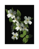 Dogwood
