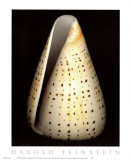 Lesser Butterfly Cone