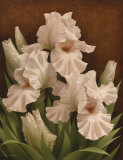 Iris Illumination I