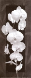 Orchid Opulence II