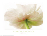 Anemone