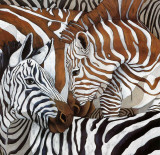 Zebra's Twist